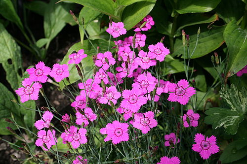 Dianthus deltoides